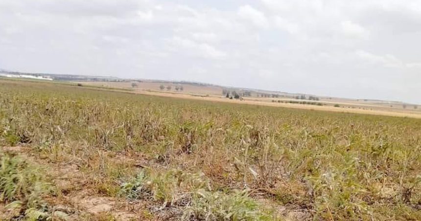 Siliana : Récupération d’une terre domaniale agricole d’une superficie de 34 hectares