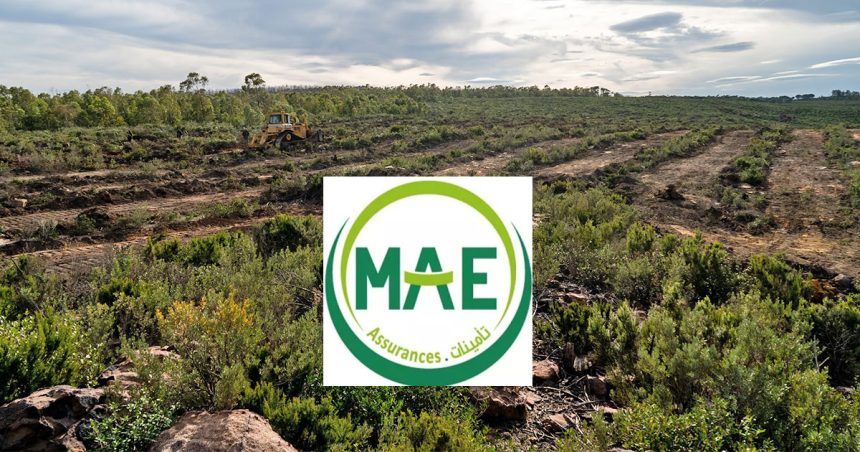 La MAE Assurances au secours des forêts tunisiennes ravagées par les incendies