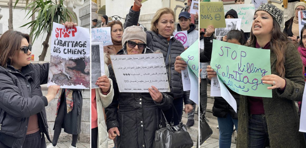 Manifestation contre l’abattage des chiens errants en Tunisie