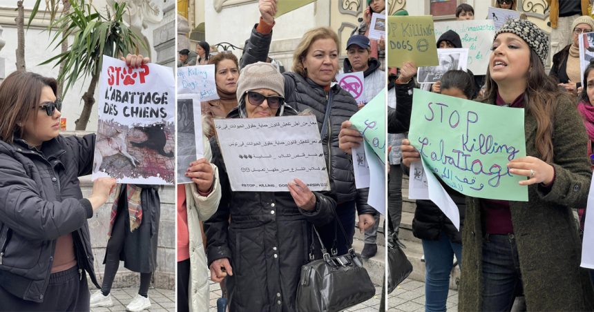 Pour mettre fin à l’abattage des animaux errants en Tunisie 