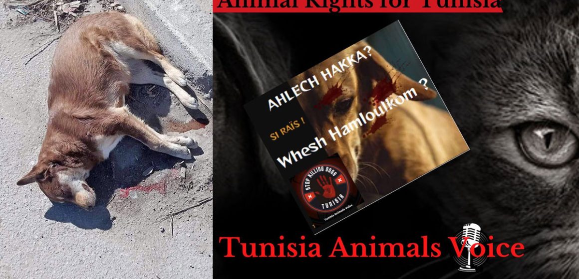 Tunisia Animals Voice lance une action pour mettre fin à l’abattage des chiens  (Vidéo)
