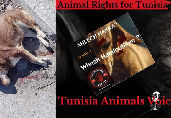 Tunisia Animals Voice lance une action pour mettre fin à l’abattage des chiens  (Vidéo)
