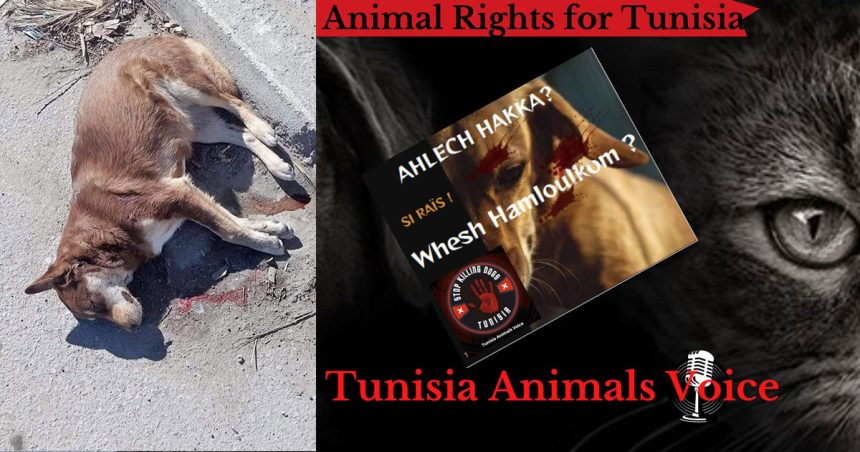 Tunisia Animals Voice lance une action pour mettre fin à l’abattage des chiens  (Vidéo)