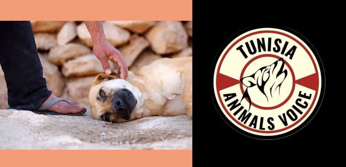 Campagne en faveur de l’arrêt des abattages massifs des chiens errants
