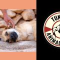 Campagne en faveur de l’arrêt des abattages massifs des chiens errants