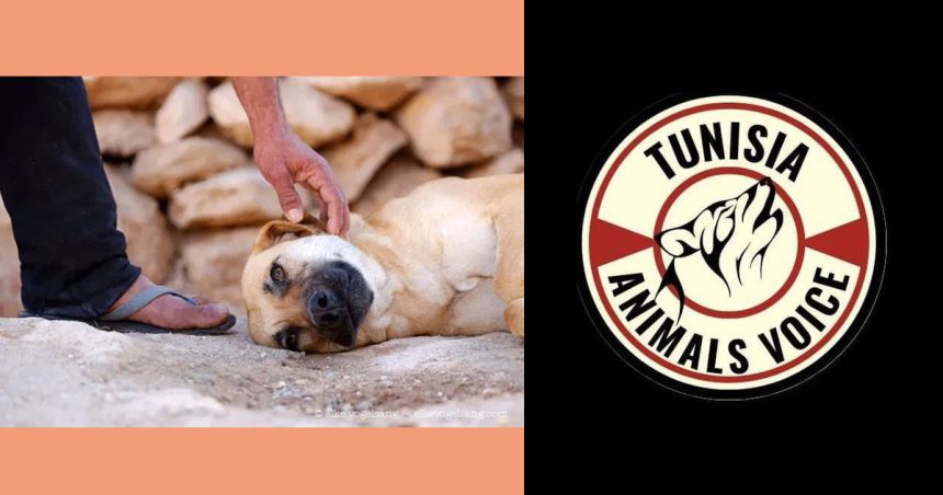 Campagne en faveur de l’arrêt des abattages massifs des chiens errants