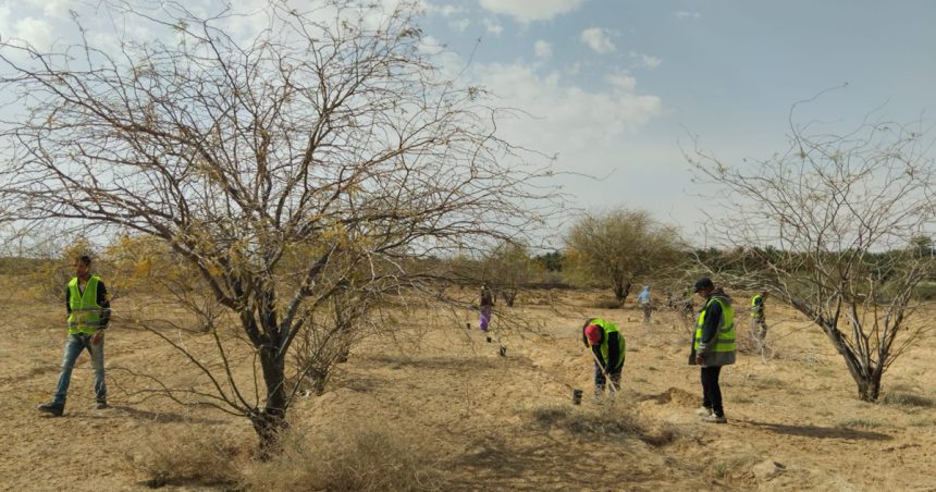 Tozeur : Campagne de reboisement sur une superficie de 10 hectares (Photos)
