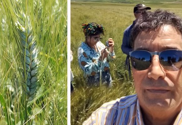 Blé dur : expérimentations réussies de semences italiennes en Tunisie