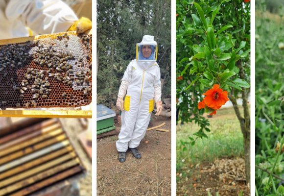 Renforcement de la chaine de valeur de l’apiculture en Tunisie