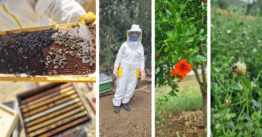 Renforcement de la chaine de valeur de l’apiculture en Tunisie