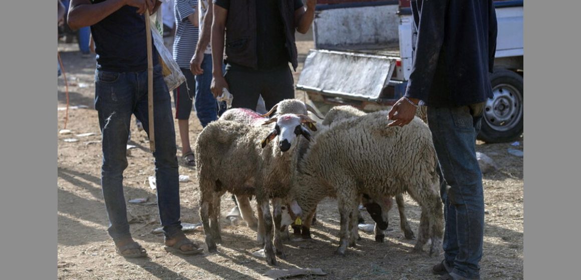 L’idée fait son chemin au Maroc : «Non au sacrifice des moutons !»
