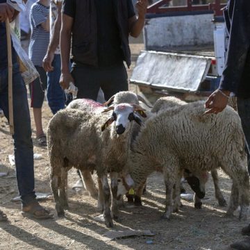 L’idée fait son chemin au Maroc : «Non au sacrifice des moutons !»