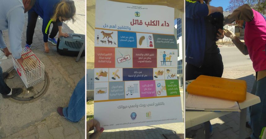 Ariana-Raoued : Campagne exceptionnelle de vaccination contre la rage