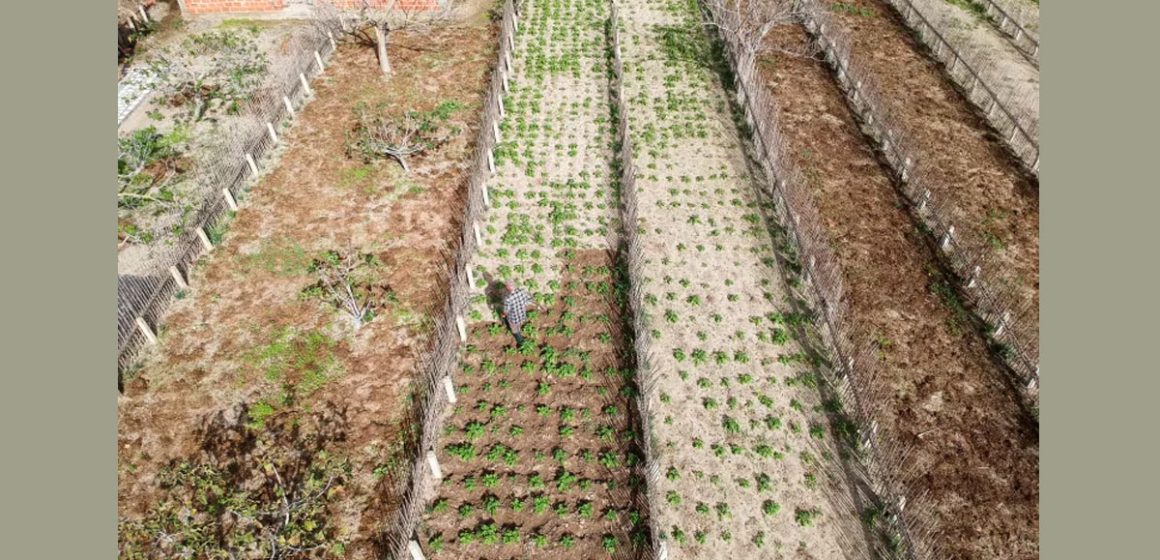 Les agriculteurs tunisiens survivent à la sécheresse