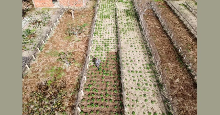 Les agriculteurs tunisiens survivent à la sécheresse