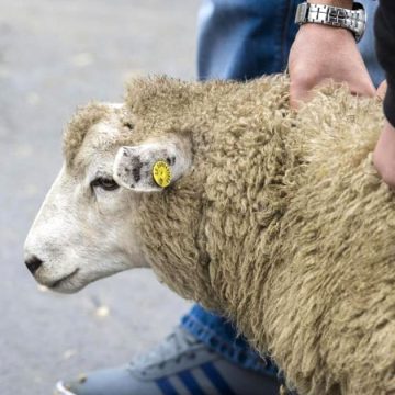 Aïd Al-Adha : Quelle alternative pour le sacrifice des moutons ?