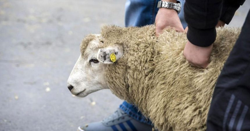 Aïd Al-Adha : Quelle alternative pour le sacrifice des moutons ?