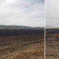 Incendie à Siliana : 20 hectares de blé ravagés par les flammes