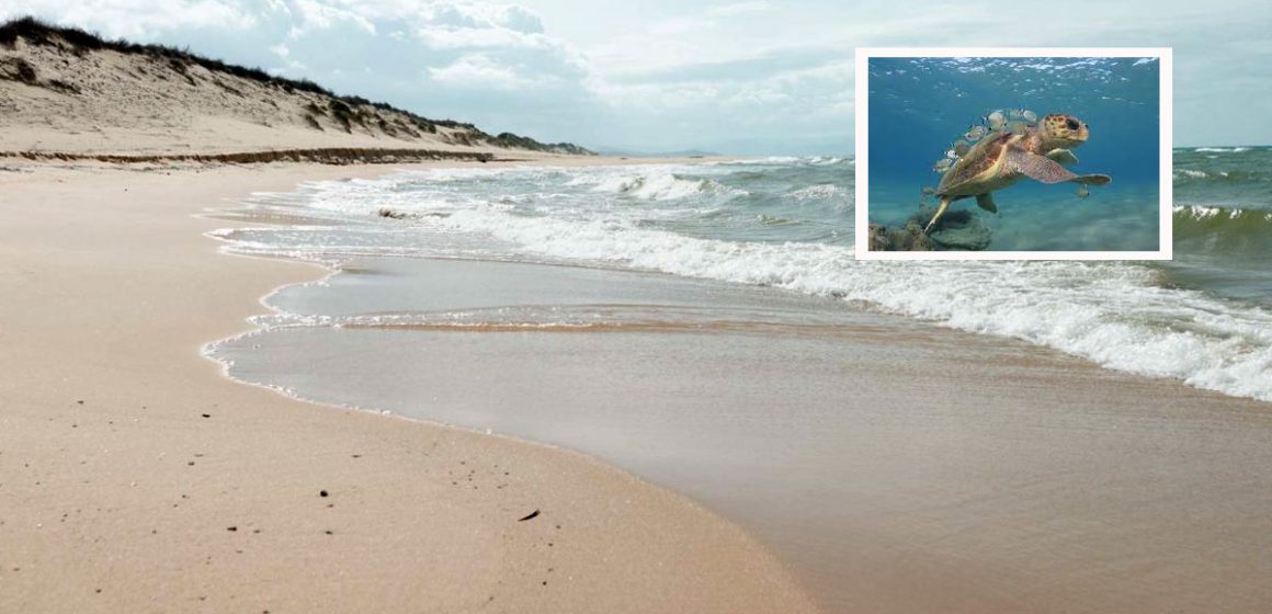 Tunisie : la nidification des tortues marines sur la plage de Zouara