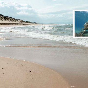 Tunisie : la nidification des tortues marines sur la plage de Zouara
