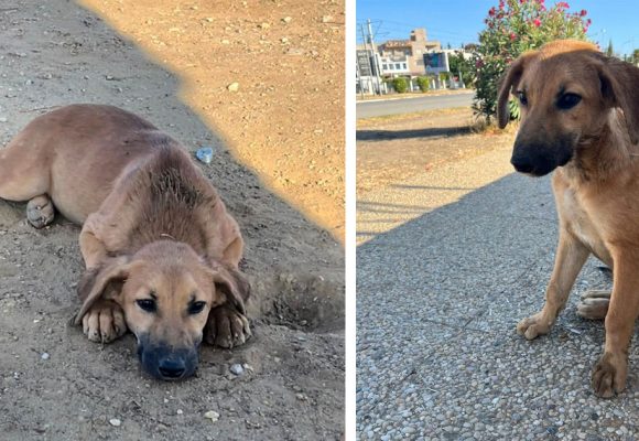 Tunisie : dépôt d’un projet de loi pour la protection animale