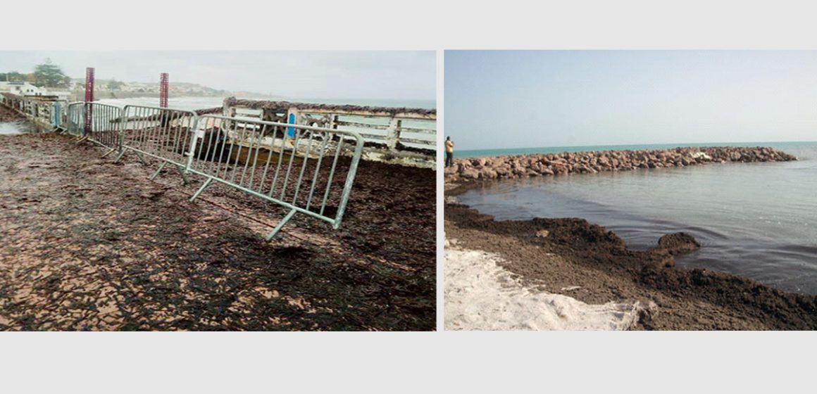 Lutte contre l’érosion du littoral en Tunisie ou l’art de ménager la chèvre et le chou