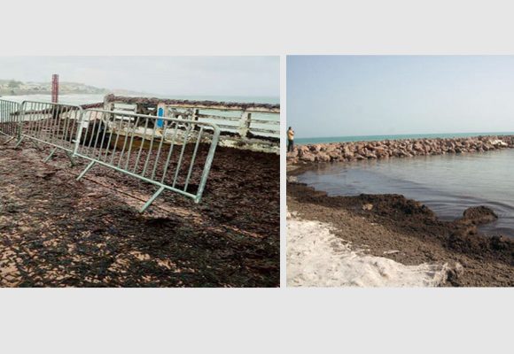 Lutte contre l’érosion du littoral en Tunisie ou l’art de ménager la chèvre et le chou