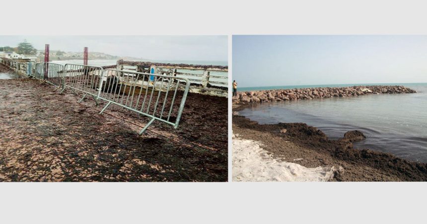 Lutte contre l’érosion du littoral en Tunisie ou l’art de ménager la chèvre et le chou