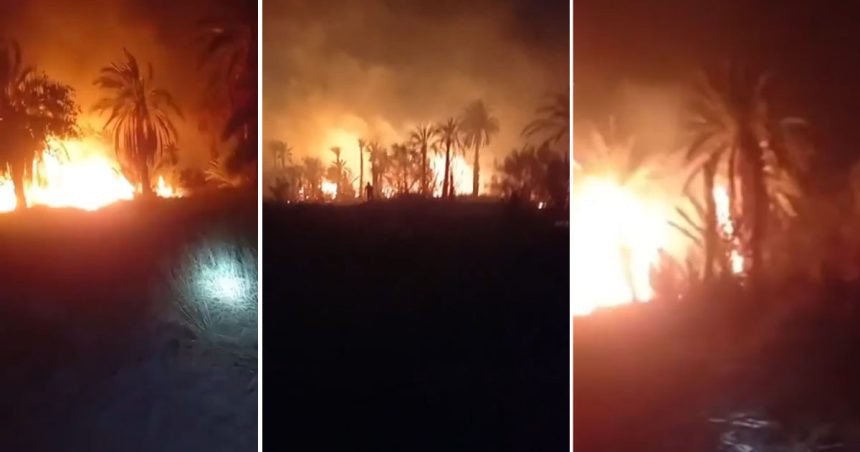 Tozeur : 10 hectares ravagés par un incendie dans la palmeraie d’El Hamma du Djerid