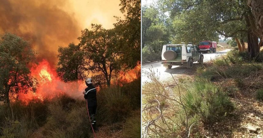 Trois incendies à Béja : Plus de 7 hectares ravagés par les flammes