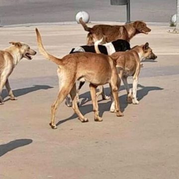 Le chien, ami de l’homme et agent économique