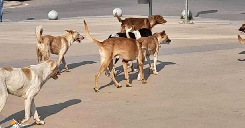 Le chien, ami de l’homme et agent économique