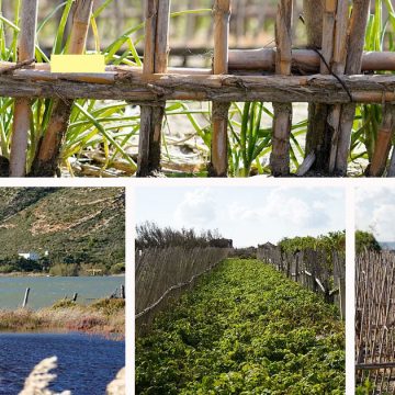 Tunisie : les cultures «ramli» à Sidi Ali El-Mekki sérieusement menacées  