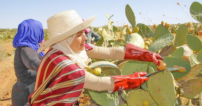 La masculinité toxique pénalise les femmes et nuit à l’économie en Tunisie  