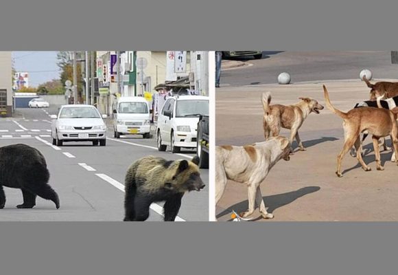 Les potins du cardiologue: Au Canada, sauver les ours, les forêts, et les Indiens; les chiens enragés de Tunisie n’attendront pas !