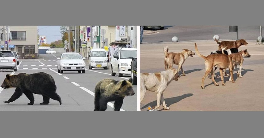 Les potins du cardiologue: Au Canada, sauver les ours, les forêts, et les Indiens; les chiens enragés de Tunisie n’attendront pas !