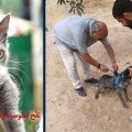 Tunisie : 308 cas de rage animale enregistrés cet été