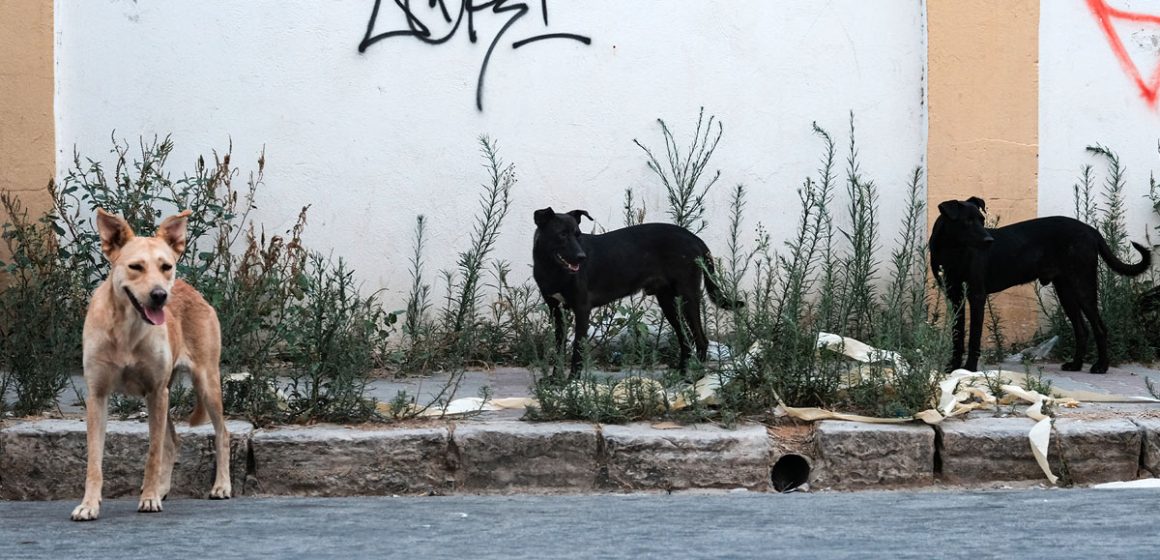 Il y a des solutions pour éviter l’abattage des chiens et chats errants