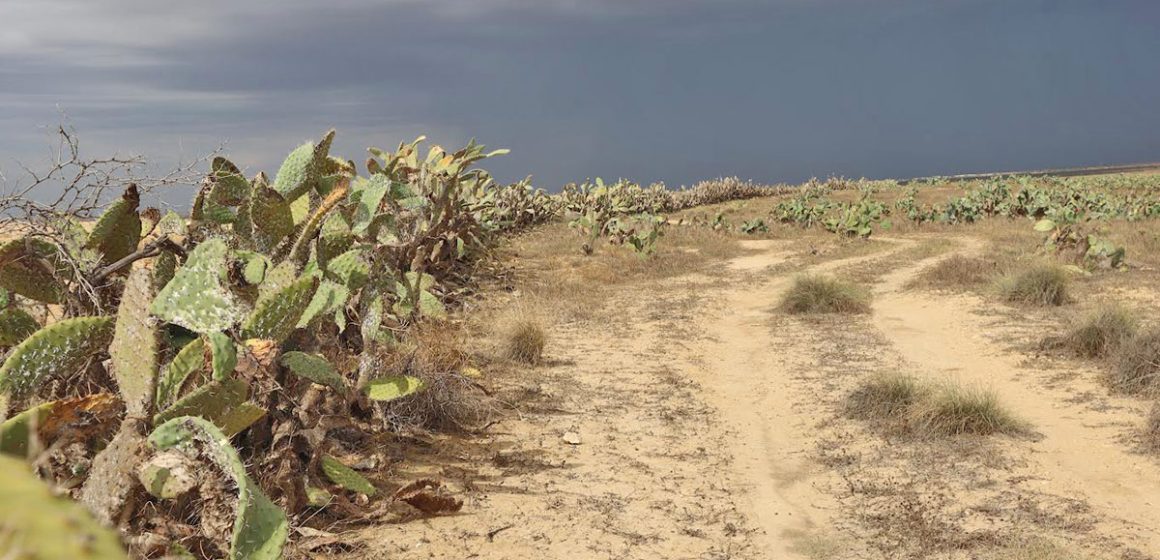 Le Maghreb face à la propagation de la cochenille de cactus