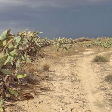 Le Maghreb face à la propagation de la cochenille de cactus