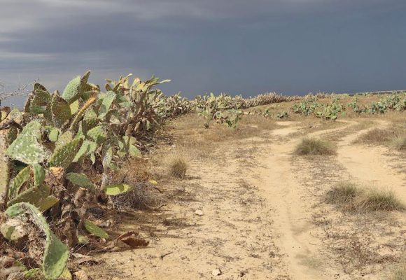 Le Maghreb face à la propagation de la cochenille de cactus