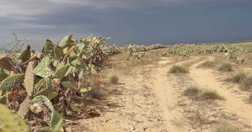 Le Maghreb face à la propagation de la cochenille de cactus