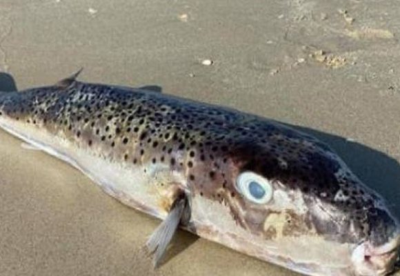 Tunisie : L’Utap alerte sur la pêche et la consommation du poisson-lapin