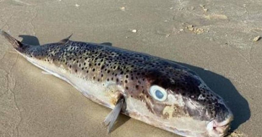 Tunisie : L’Utap alerte sur la pêche et la consommation du poisson-lapin