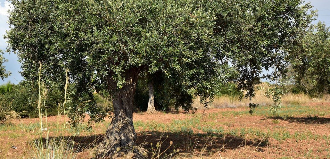 L’Algérie continue de développer sa production d’huile d’olive