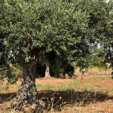 L’Algérie continue de développer sa production d’huile d’olive