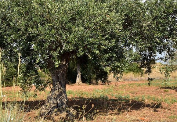 L’Algérie continue de développer sa production d’huile d’olive