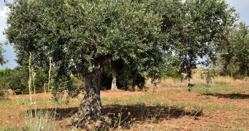 L’Algérie continue de développer sa production d’huile d’olive