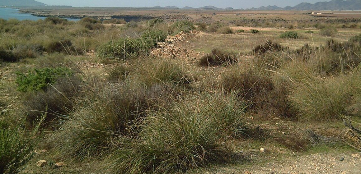 L’alfa, richesse verte tunisienne, pilier de la durabilité