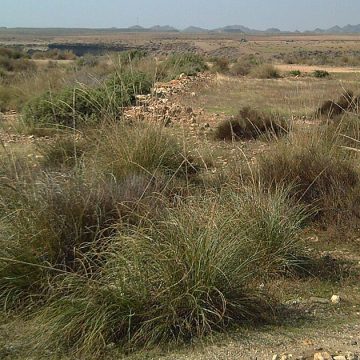 L’alfa, richesse verte tunisienne, pilier de la durabilité